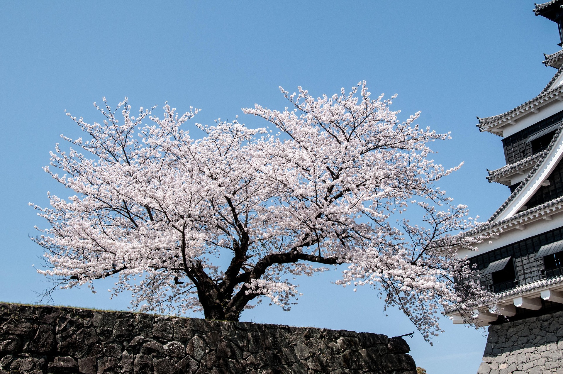 Cherry Blossom Trails: A Scenic Spring in Japan - Tokyo • Osaka
