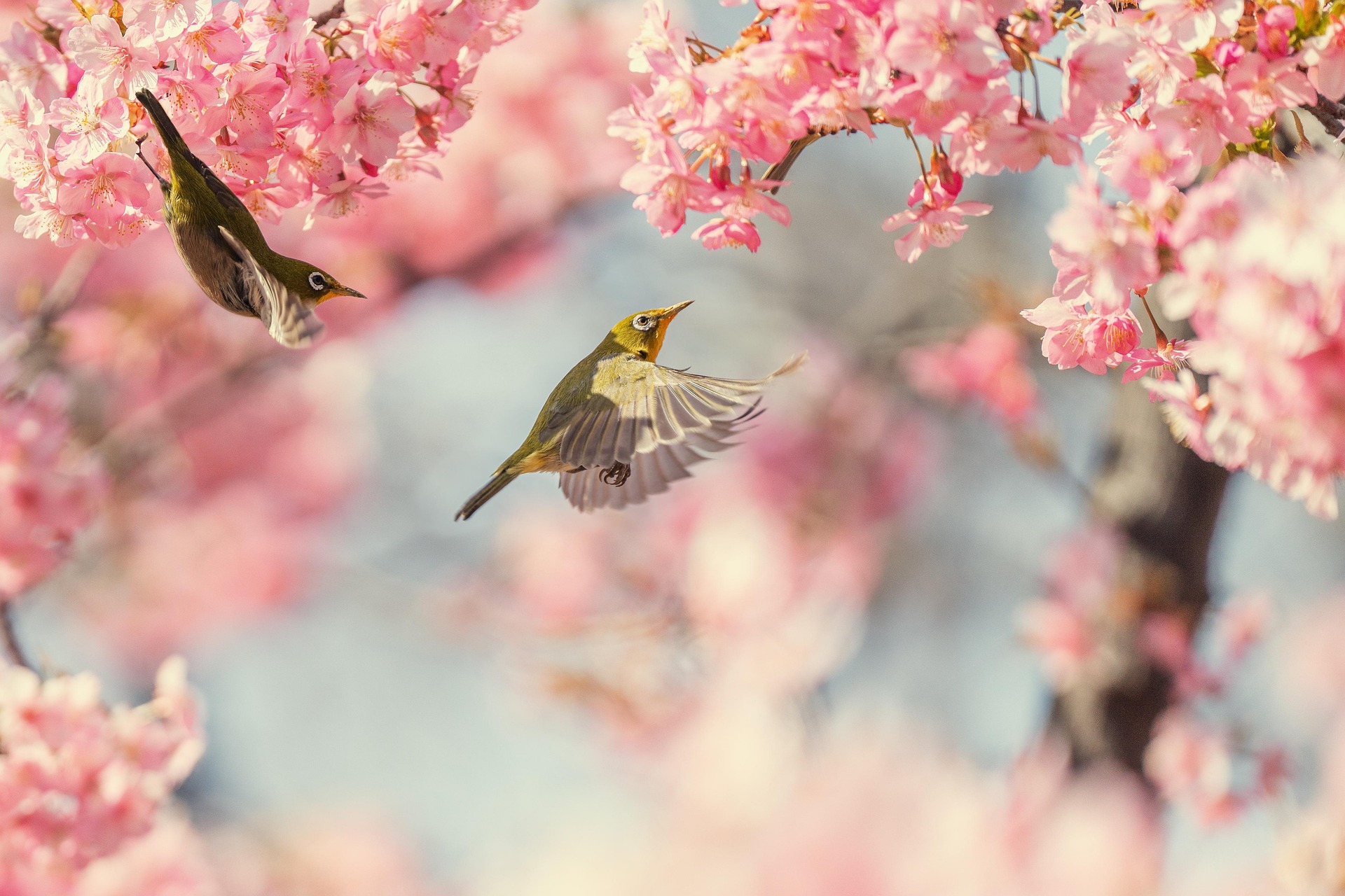 Cherry Blossom Trails: A Scenic Spring in Japan - Tokyo • Osaka